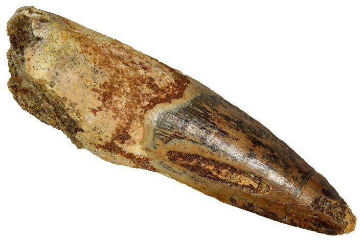 Fossil Spinosaurus Tooth - Real Dinosaur Tooth #350065